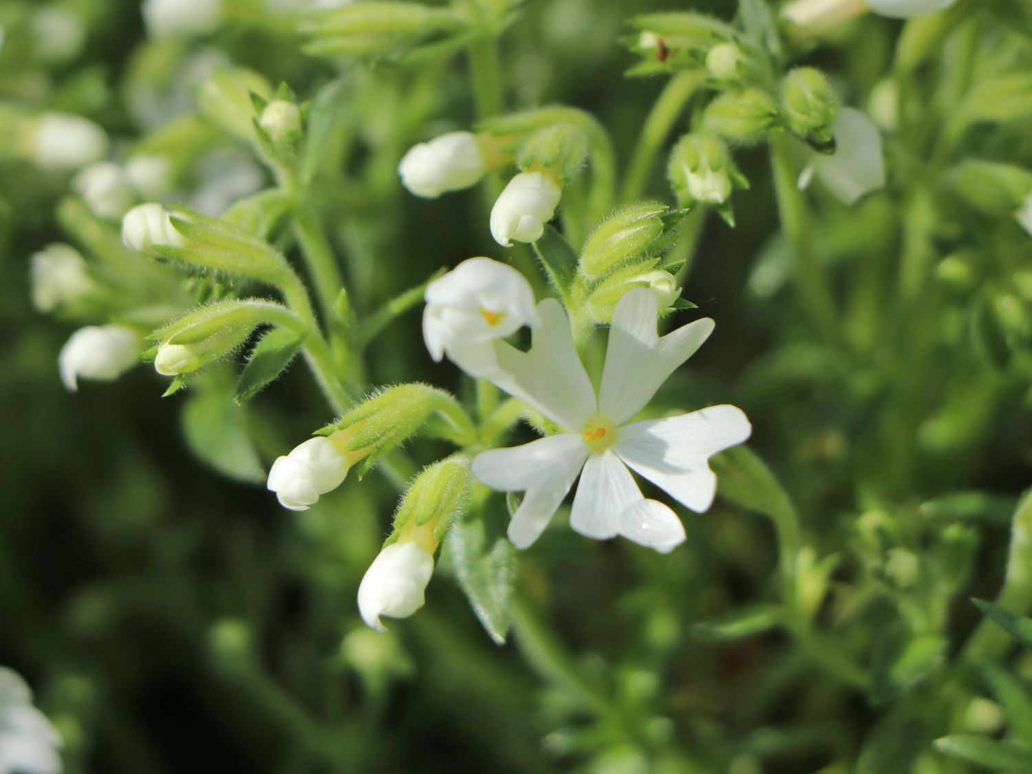 Teppich-Flammenblume 'Snowflake' - Phlox subulata 'Snowflake'