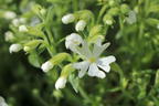 Teppich-Flammenblume 'Snowflake' - Phlox subulata 'Snowflake'