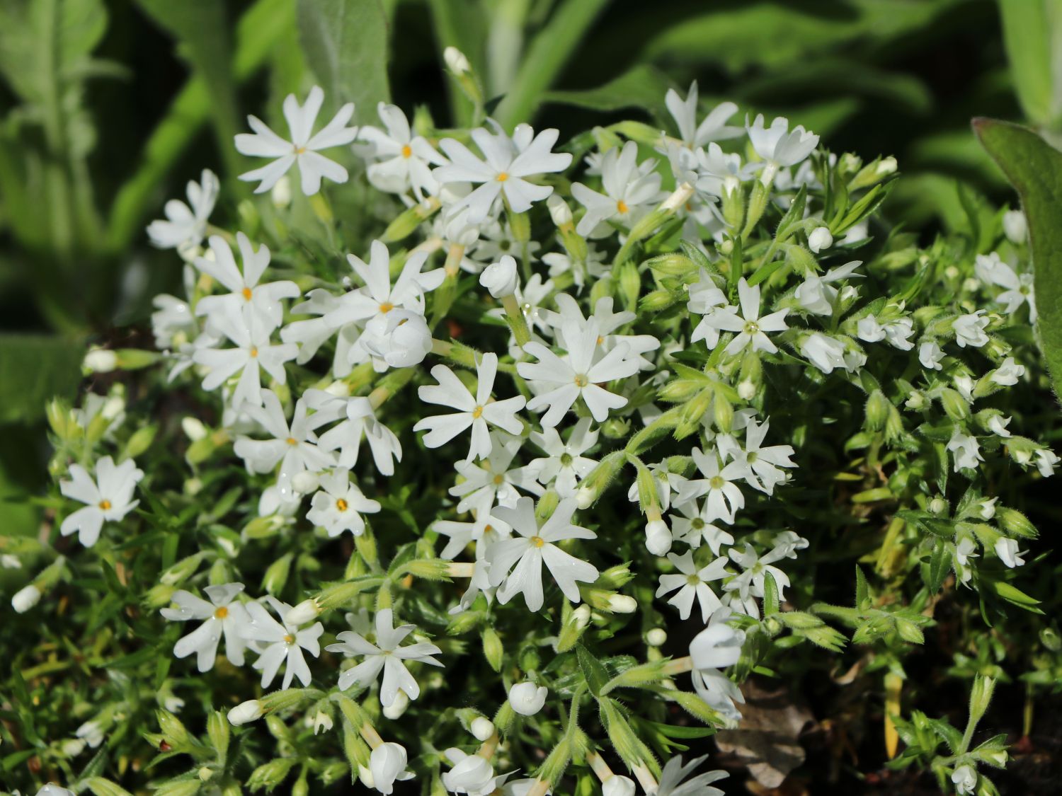 Teppich-Flammenblume 'Snowflake' - Phlox subulata 'Snowflake'