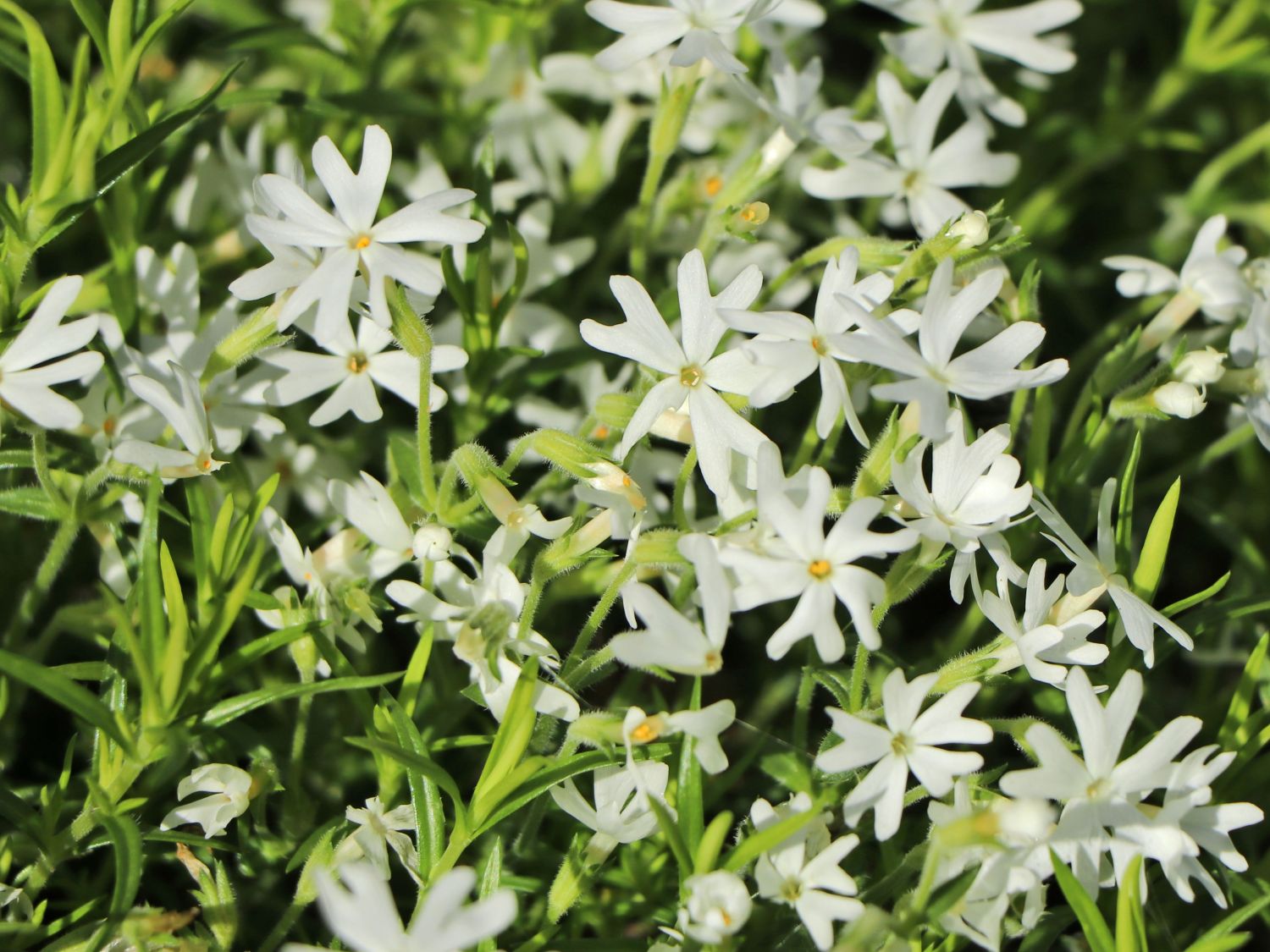 Teppich-Flammenblume 'Snowflake' - Phlox subulata 'Snowflake'