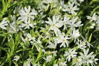 Teppich-Flammenblume 'Snowflake' - Phlox subulata 'Snowflake'