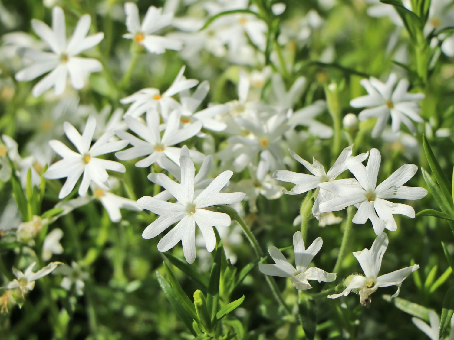 Teppich-Flammenblume 'Snowflake' - Phlox subulata 'Snowflake'