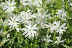 Teppich-Flammenblume 'Snowflake' - Phlox subulata 'Snowflake'