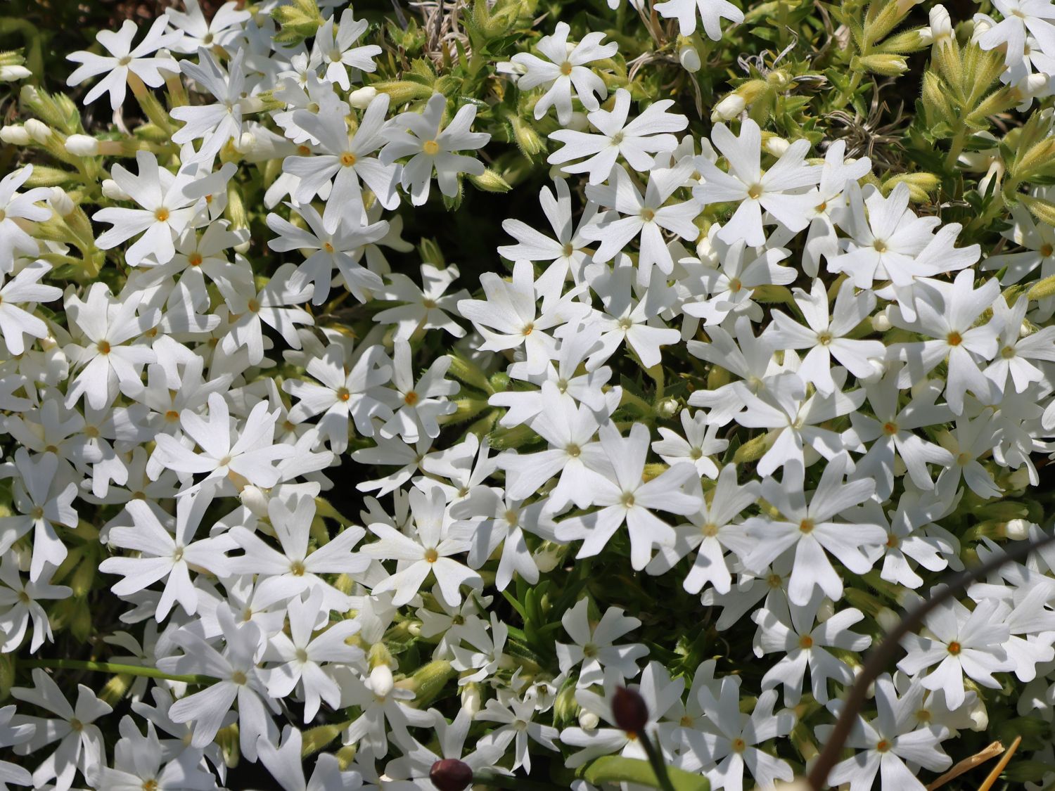 Teppich-Flammenblume 'Snowflake' - Phlox subulata 'Snowflake'