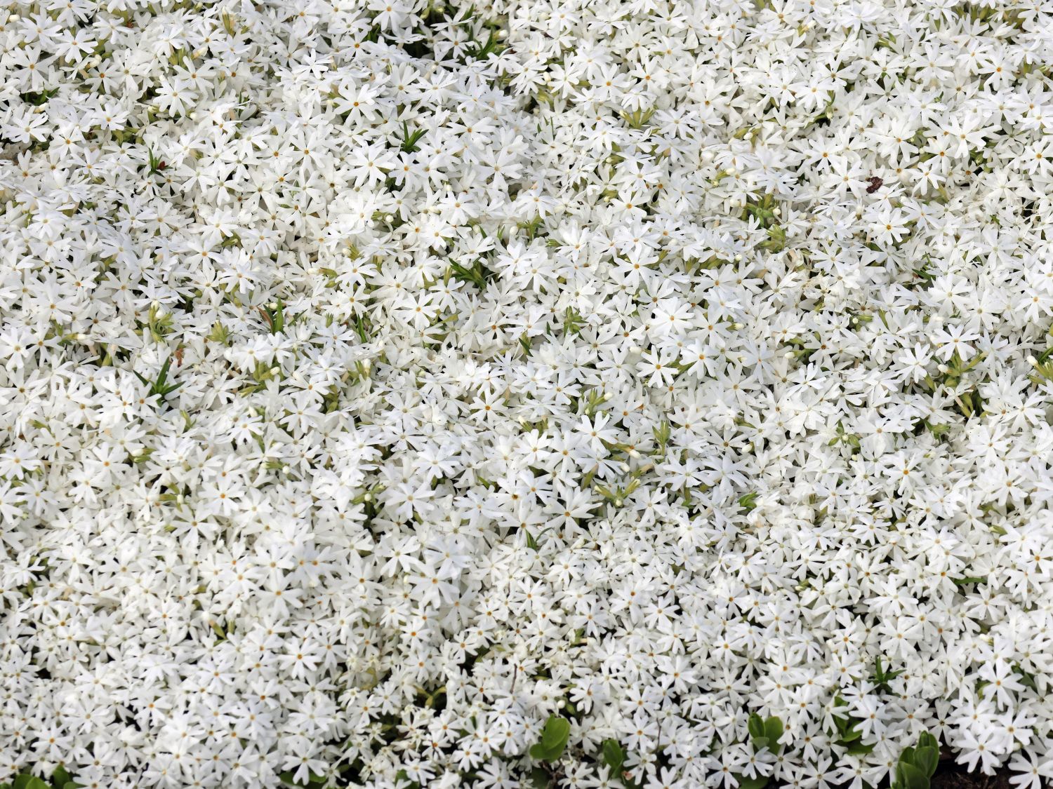 Teppich-Flammenblume 'Snowflake' - Phlox subulata 'Snowflake'