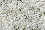 Teppich-Flammenblume 'Snowflake' - Phlox subulata 'Snowflake'