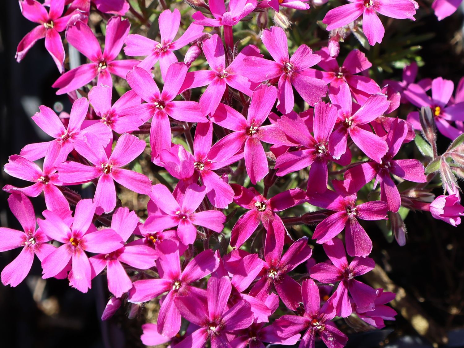 Teppich-Flammenblume 'Temiskaming'