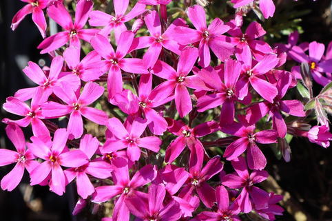 Teppich-Flammenblume 'Temiskaming' - Phlox subulata 'Temiskaming'