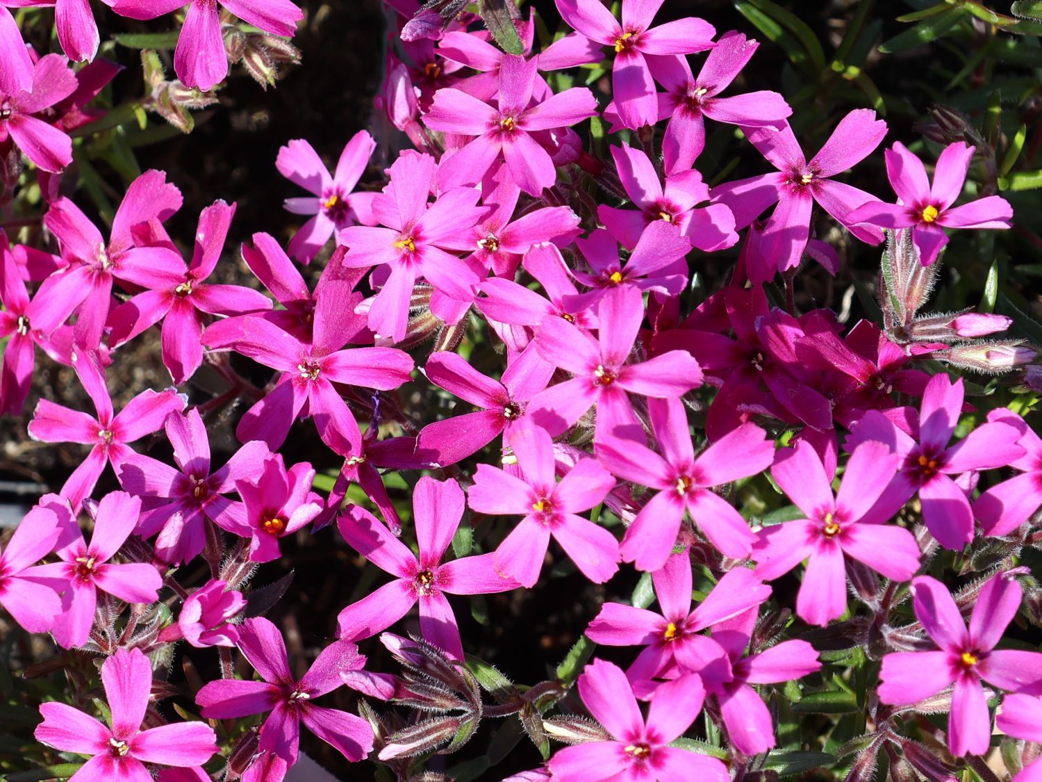 Teppich-Flammenblume 'Temiskaming' - Phlox subulata 'Temiskaming'