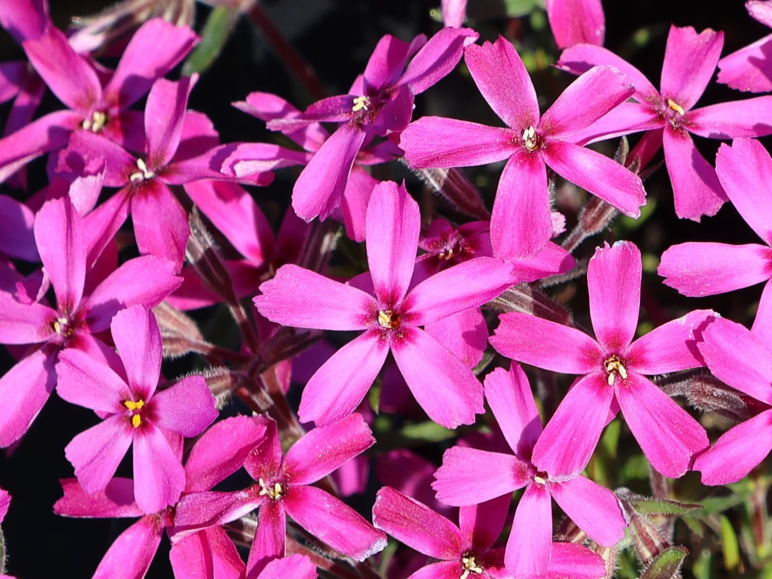 Teppich-Flammenblume 'Temiskaming' - Phlox subulata 'Temiskaming'