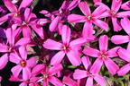 Teppich-Flammenblume 'Temiskaming' - Phlox subulata 'Temiskaming'