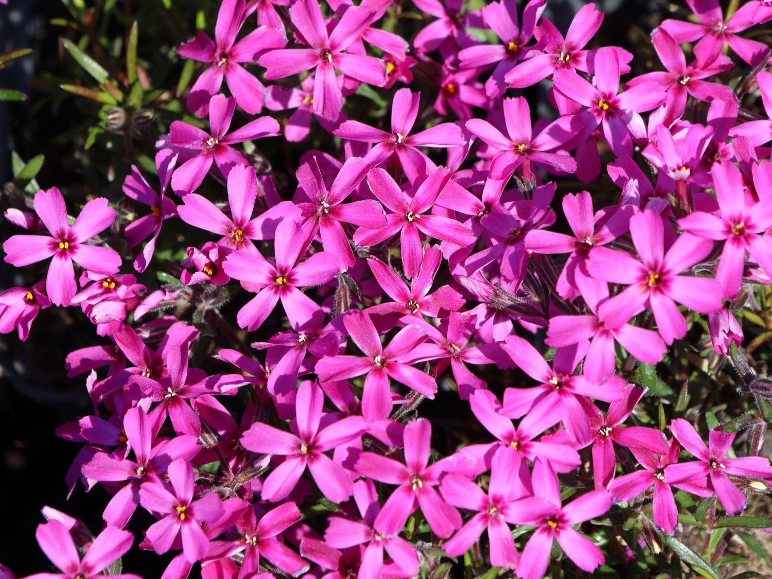 Teppich-Flammenblume 'Temiskaming' - Phlox subulata 'Temiskaming'