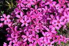 Teppich-Flammenblume 'Temiskaming' - Phlox subulata 'Temiskaming'