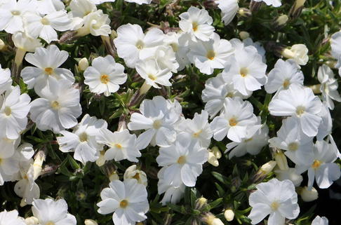 Teppich-Flammenblume 'White Admiral' - Phlox douglasii 'White Admiral'