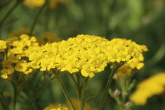 Teppich-Garbe 'Aurea'
