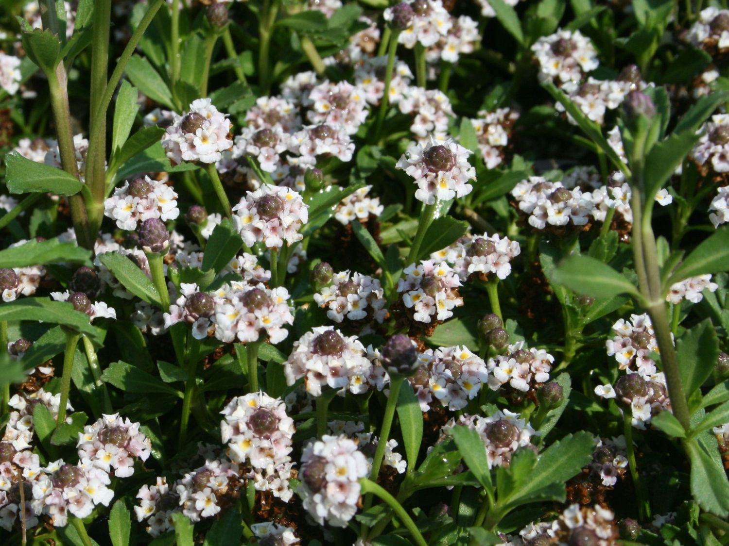 Teppich-Verbene / Kriechende Teppichverbene - Phyla nodiflora