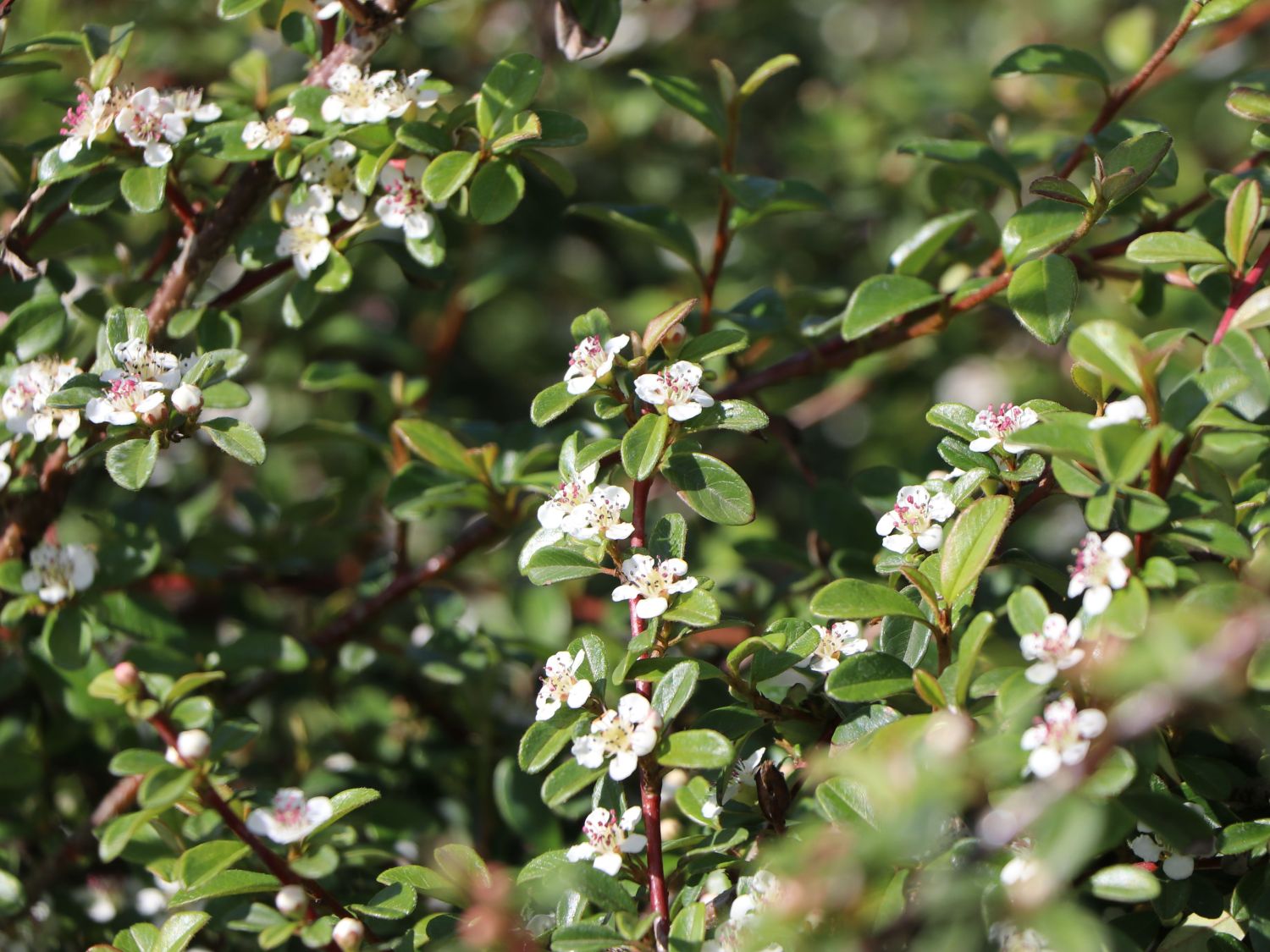 Cotoneaster 'Queen Of Carpets' - 12 Pflanzen Set Bodendecker 9cm Töpfe