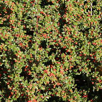 Teppichmispel / Kriechmispel 'Radicans' - Cotoneaster dammeri 'Radicans'