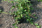 Teppichmispel / Kriechmispel 'Radicans' / 'Major' - Cotoneaster dammeri 'Radicans' / 'Major'