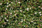 Teppichmispel / Kriechmispel 'Radicans' / 'Major' - Cotoneaster dammeri 'Radicans' / 'Major'