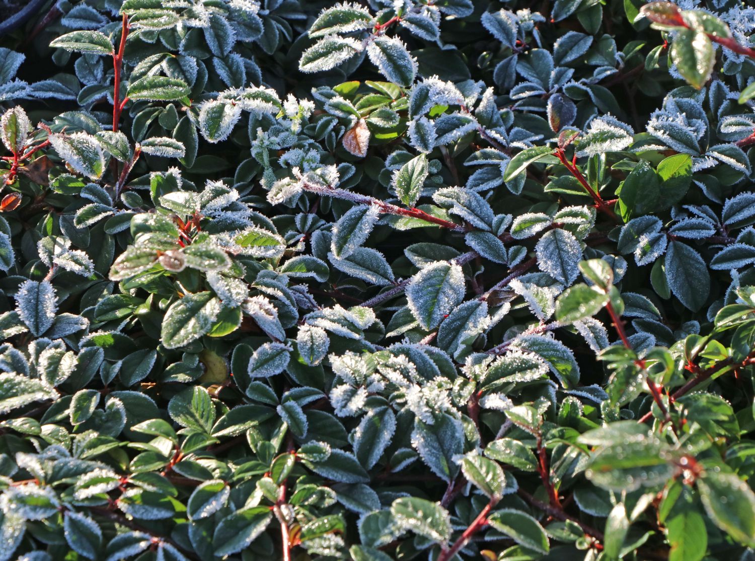 Teppichmispel / Kriechmispel 'Radicans' / 'Major' - Cotoneaster dammeri 'Radicans' / 'Major'