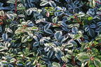 Teppichmispel / Kriechmispel 'Radicans' / 'Major' - Cotoneaster dammeri 'Radicans' / 'Major'