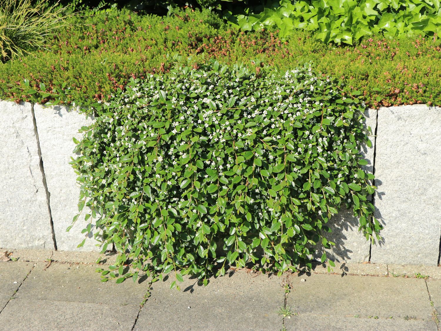 Teppichmispel / Kriechmispel 'Radicans' / 'Major' - Cotoneaster dammeri 'Radicans' / 'Major'