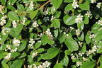 Teppichmispel / Kriechmispel 'Radicans' / 'Major' - Cotoneaster dammeri 'Radicans' / 'Major'