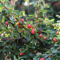 Teppichmispel / Zwergmispel 'Coral Beauty' - Cotoneaster dammeri 'Coral Beauty'