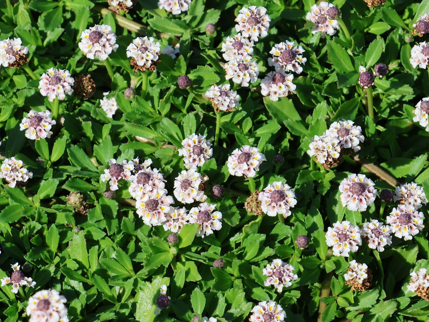 Teppichverbene 'Summer Pearls'