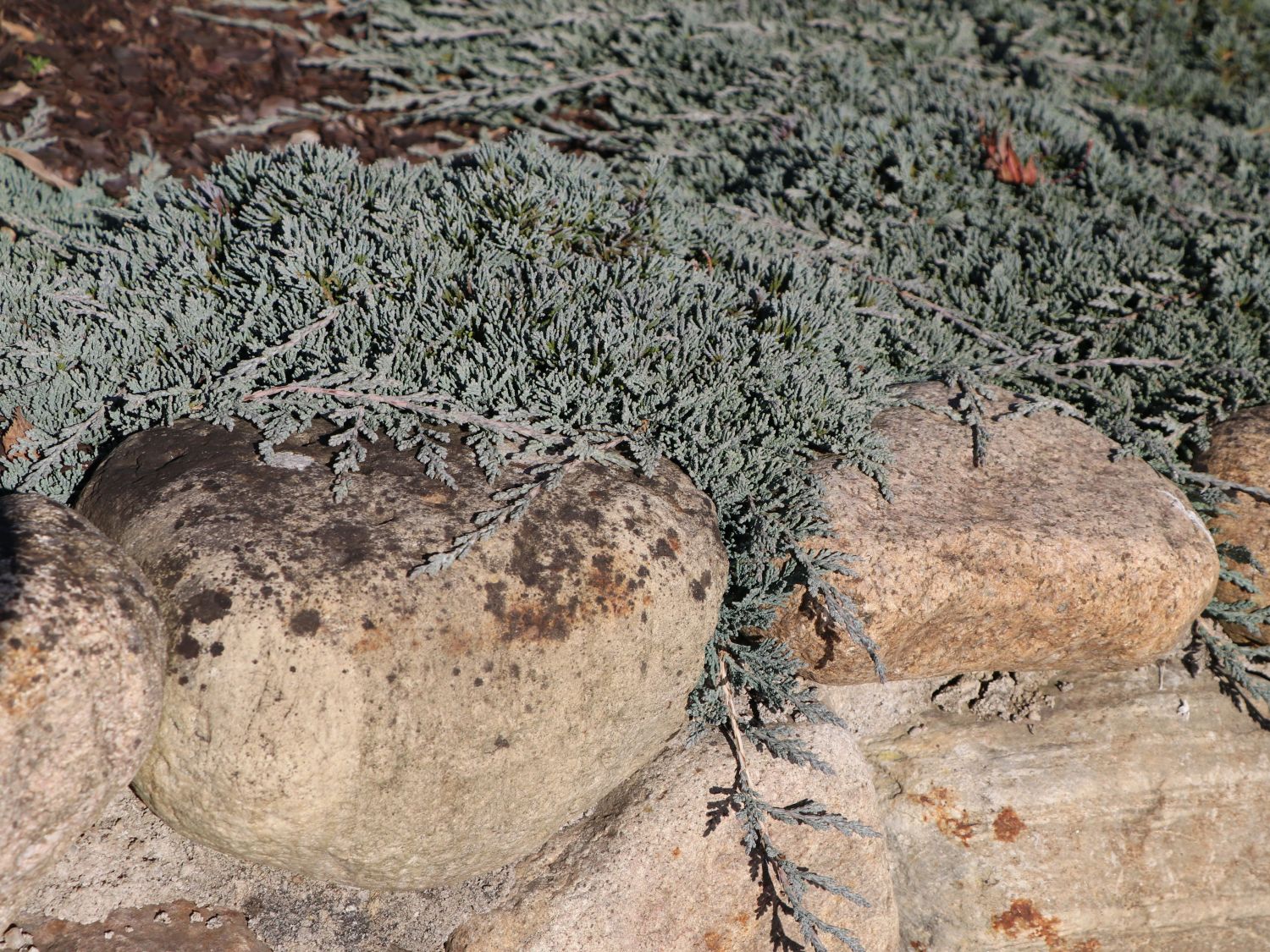 Teppichwacholder 'Icee Blue'