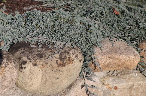 Teppichwacholder 'Icee Blue' - Juniperus horizontalis 'Icee Blue'