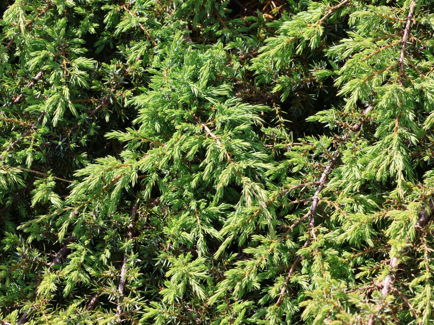 Teppichwacholder / Kriechender Heidewacholder 'Hornibrookii' - Juniperus  communis 'Hornibrookii' - Baumschule Horstmann