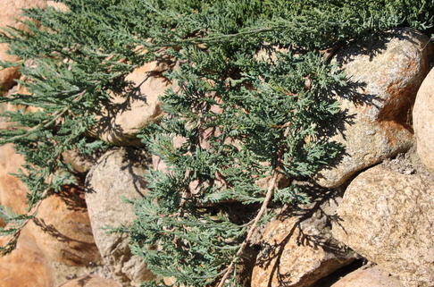 Teppichwacholder 'Wiltonii' - Juniperus horizontalis 'Wiltonii'