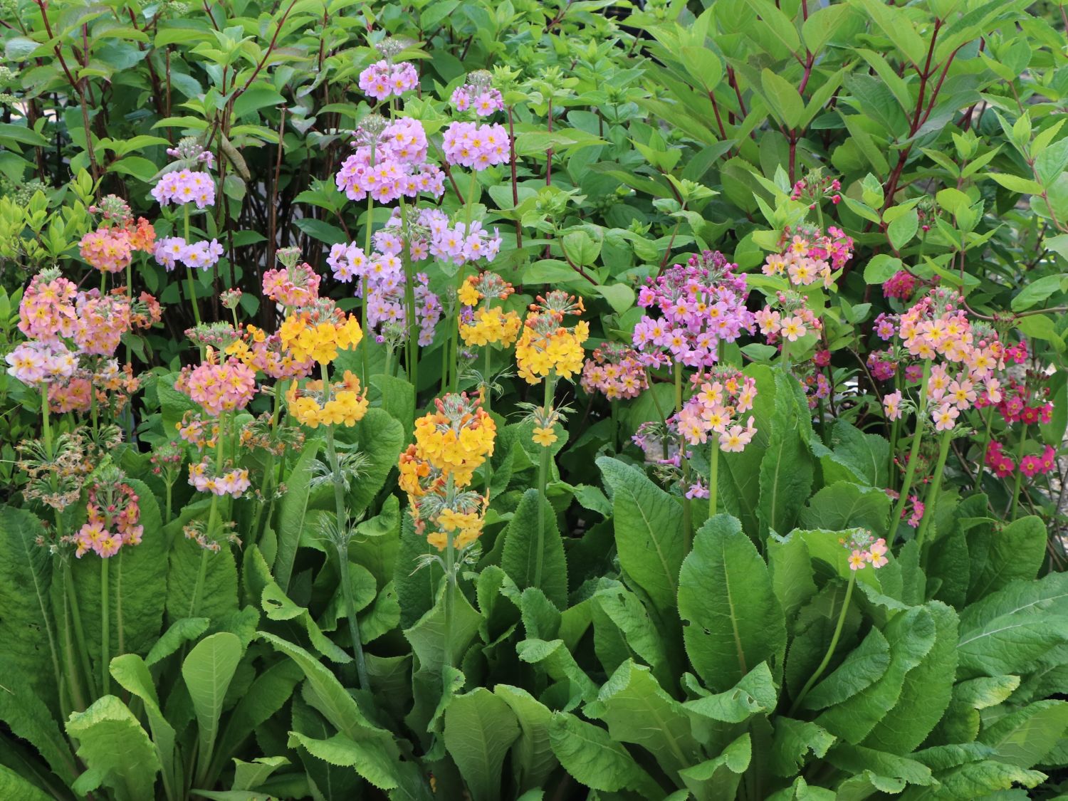 Terrakotta Etagen-Primel