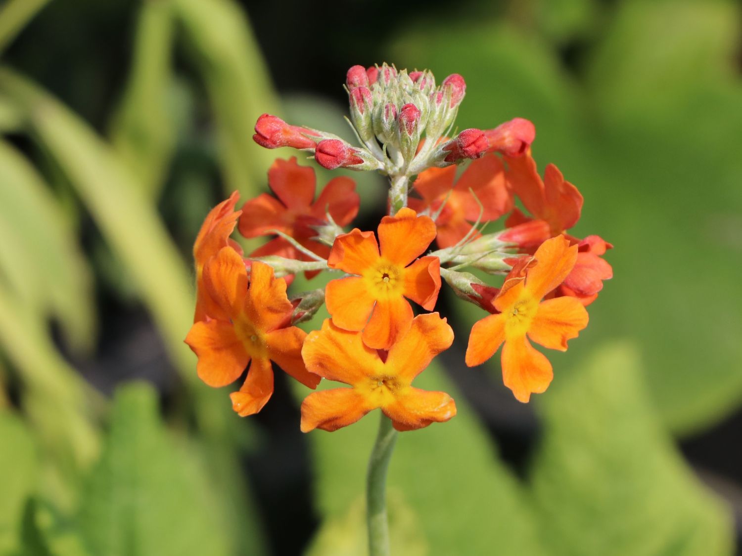 Terrakotta EtagenPrimel (Primula x bullesiana) Info & Angebot