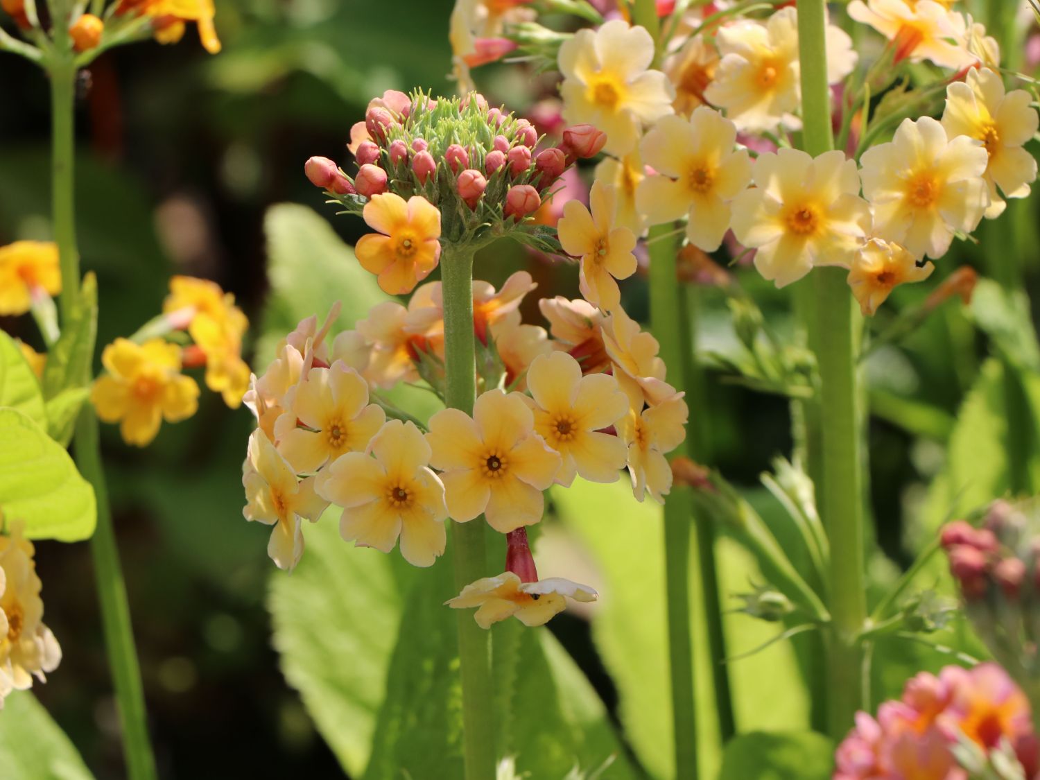 Terrakotta EtagenPrimel (Primula x bullesiana) Info & Angebot