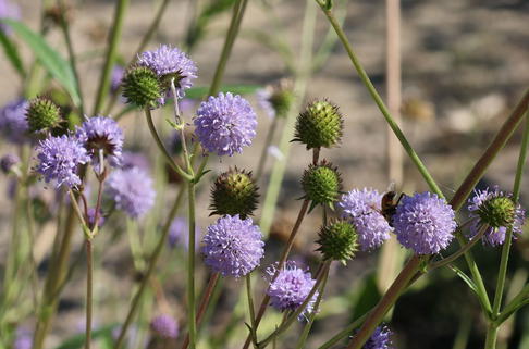 Teufelsabbiss - Succisa pratensis