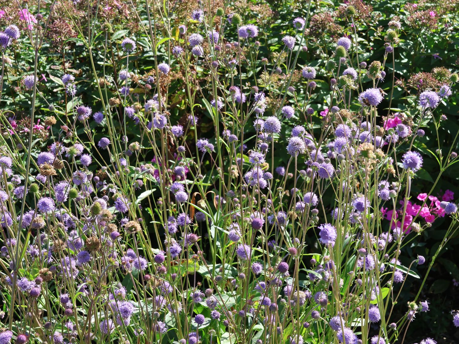 Teufelsabbiss - Succisa pratensis