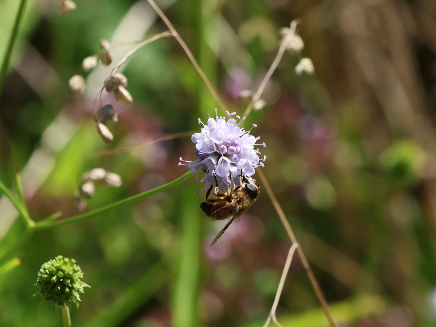 Teufelsabbiss - Succisa pratensis