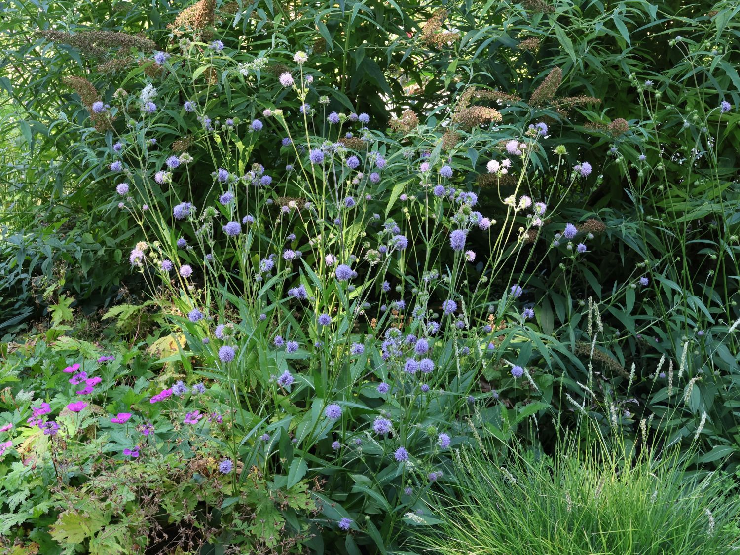 Teufelsabbiss - Succisa pratensis