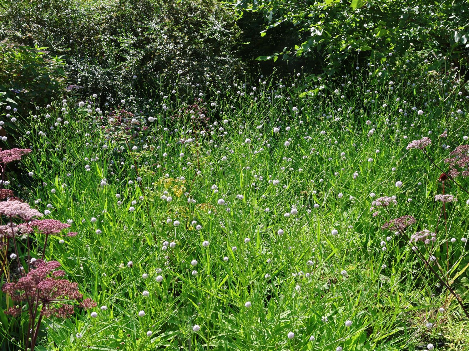 Teufelsabbiss - Succisa pratensis