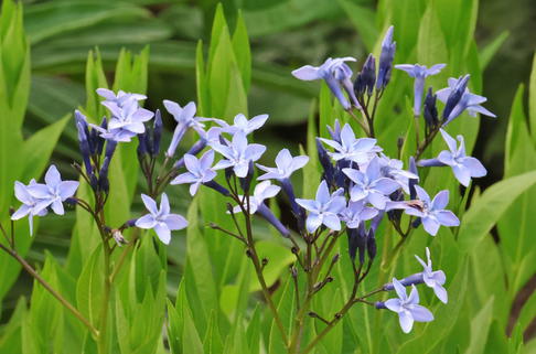 Texas-Blaustern / Amsonie / Röhrenstern 'Blue Ice' - Amsonia tabernaemontana 'Blue Ice'