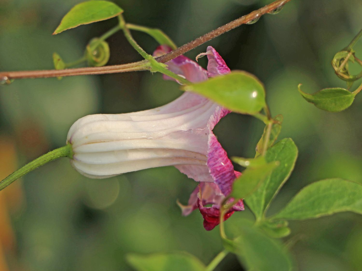 Texas-Waldrebe 'Hazel' - Clematis texensis 'Hazel'