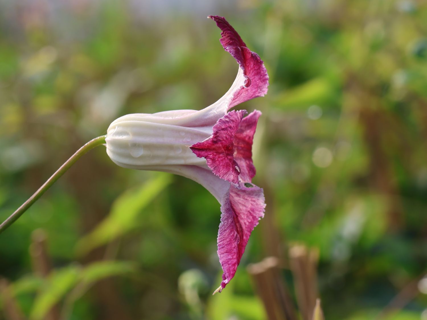 Texas-Waldrebe 'Hazel' - Clematis texensis 'Hazel'