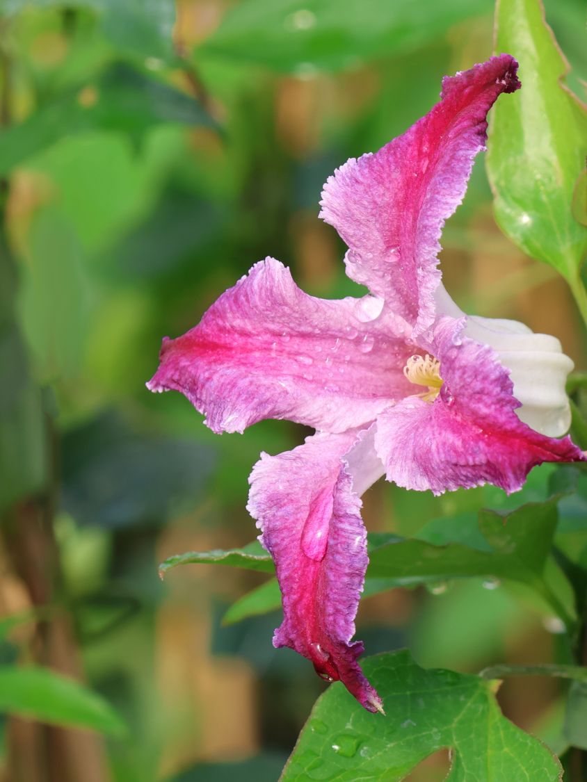 Texas-Waldrebe 'Hazel' - Clematis texensis 'Hazel'