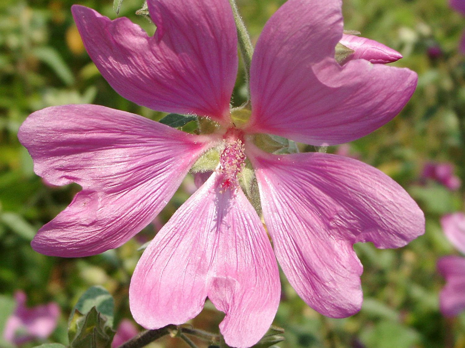 Thüringer Strauchpappel