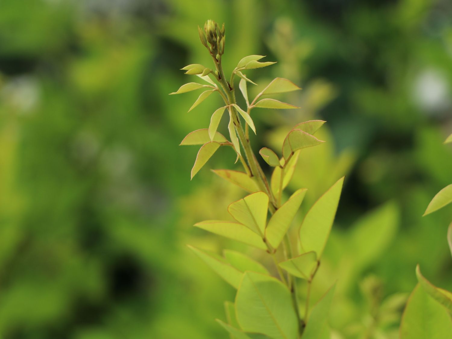 Thunbergs Buschklee 'Edo Shibori' - Lespedeza thunbergii 'Edo Shibori'
