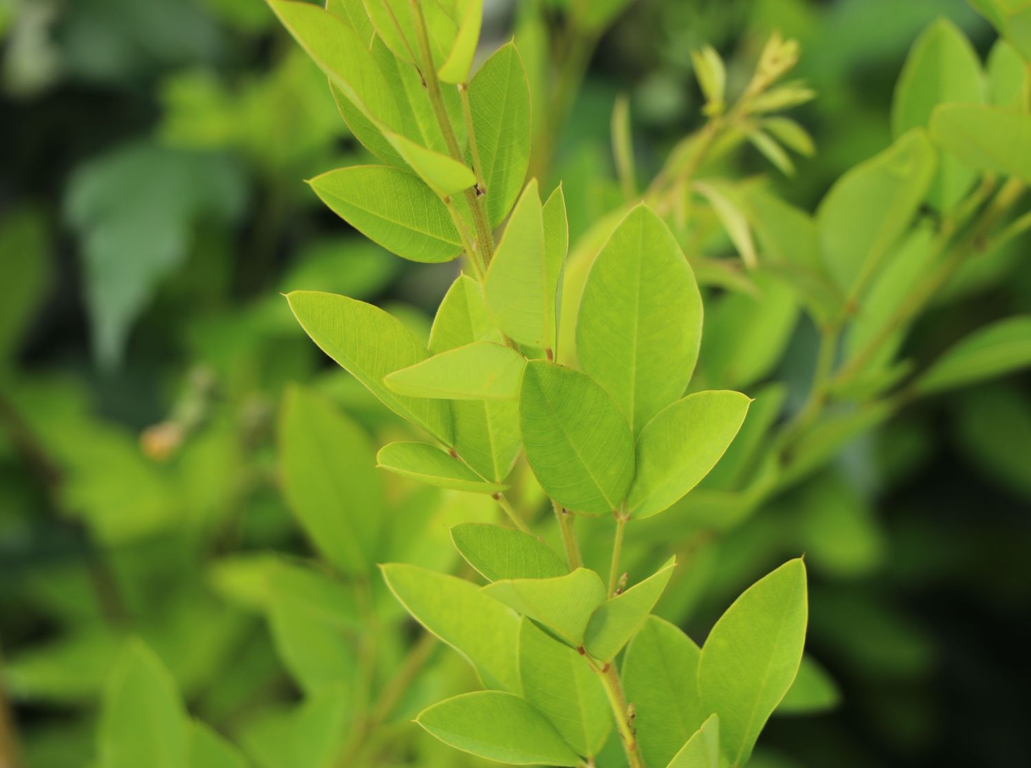 Thunbergs Buschklee 'Edo Shibori' - Lespedeza thunbergii 'Edo Shibori'