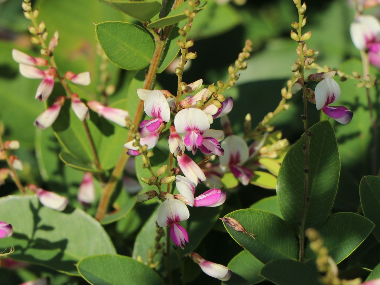 Thunbergs Buschklee 'Edo Shibori' - Lespedeza thunbergii 'Edo Shibori'